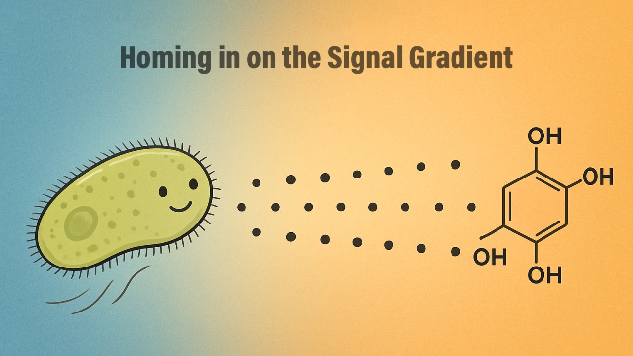From Transmit Mode to Sense & Response Machines: Becoming Connoisseurs of the B2B Signal Gradient